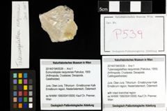 Foto (Objekt + Etiketten) von Tuberosagalathea neojurensis (Patrulius, 1959) 